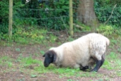 Yogi Sheep