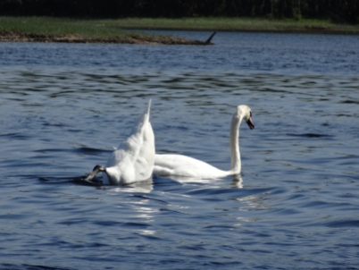 swan dive!